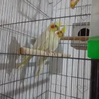 عروس هلندی جنس خوب تاج بزرگ|پرنده|فردوس (خراسان), |دیوار