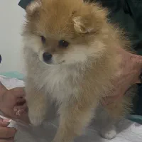 پامرخرسی جنسیت نر|سگ|مشهد, الهیه|دیوار