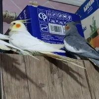 فروش عروس پاریس|پرنده|کارون, |دیوار