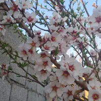 فروش باغ شهر فاروق