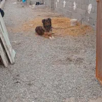 سگ نگه بان توله قدرجونی سفت|سگ|جوادآباد, |دیوار