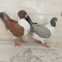 مرغ عشق و مخملی با کینگ