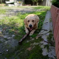 سگ گلدن|سگ|لشت نشا, |دیوار