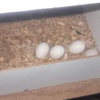 گرینچیک|پرنده|قم, یزدانشهر|دیوار