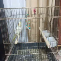 عروس هلندی جوان
