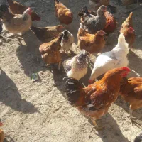 فروش مرغ خروس محلی