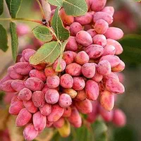پسته تازه و خشک