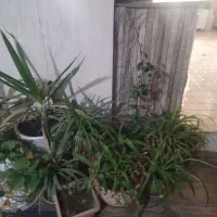 گل های طبیعی همراه گلدان