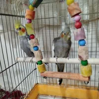 عروس هلندی