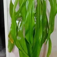 گل اشک ملکه