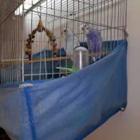 مرغ عشق ۲عدد|پرنده|خورموج, |دیوار