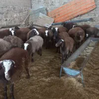 ۱۰۰ راس بره نر پروار وپای پروار فشندی|حیوانات مزرعه|هشتگرد, فشند|دیوار