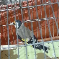 پرنده سهره|پرنده|کوهدشت, |دیوار