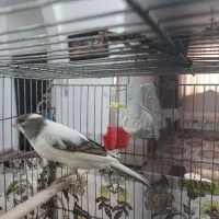 قناری نر قرص مست