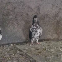 کفتر کبوتر چپ عمری افشون|پرنده|شهر بابک, |دیوار