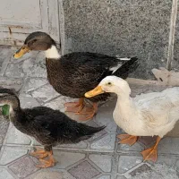 اردک نر و ماده سه عدد