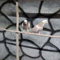 کبوتر شازده هما