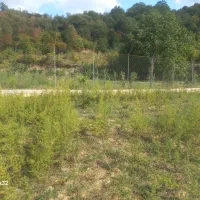 فروش زمین جنگلی و باغی با ویو عالی|فروش زمین و ملک کلنگی|بهشهر, |دیوار