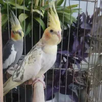 عروس هلندی جفت