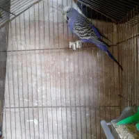 مرغ عشق انگلیسی ماده