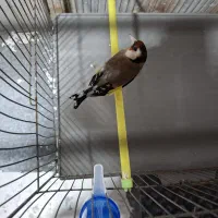 سره نر رسمی بخون 2سال قفس رام رام رام