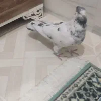 نرجوزی کاکلی درشت وپرشتی|پرنده|بروجرد, |دیوار