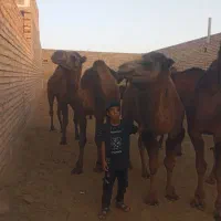 شتر  ۳ سال نر وبچه شتر موجود است|حیوانات مزرعه|قم, نوقطار|دیوار