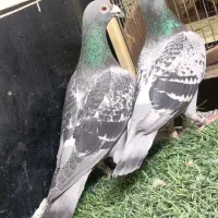چند جفت چاپی  ابلغ سبز مگس  سفید نابلدی