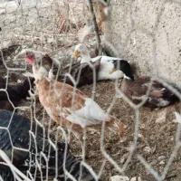 تعدادی مرغ و خروس واردک به فروش می‌رسد