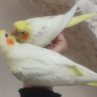 عروس هلندی|پرنده|تهران, کرمان|دیوار