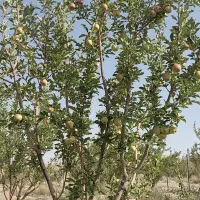 فروش باغ سیب|فروش زمین و ملک کلنگی|هفدر, |دیوار