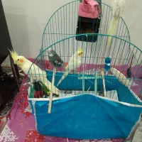 طوطی عروس  آماده تخم گذاری 4عدد