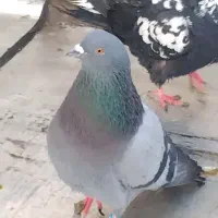 کبوتر|پرنده|تهران, زرکش|دیوار