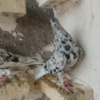 چریک دم سفید
