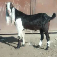 نربزپاکستانی اصیل