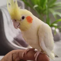 پرنده