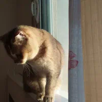 گربه اسکاتیش گلد|گربه|تهران, استاد معین|دیوار