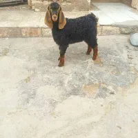 بزغاله نر|حیوانات مزرعه|دزفول, |دیوار