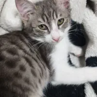 واگذاری گربه رایگان