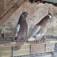 کبوتر فروشی|پرنده|مراغه, |دیوار