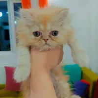 گربه پرشین ، گاردفیلدی ۷۵۰۰