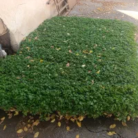 نشا گوجه