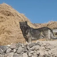 سگ 3 ساله|سگ|صومای برادوست, |دیوار