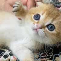 واگذاری ۷ عدد گربه|گربه|مشهد, امام خمینی|دیوار