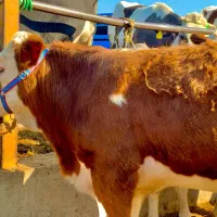 سیمنتال پای پروار|حیوانات مزرعه|قزوین, |دیوار
