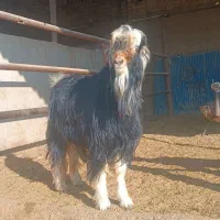 کهره چپش برزی