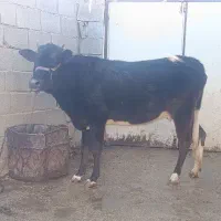 گوساله ماده