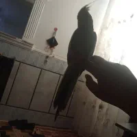 عروس هلندی دستی|پرنده|کرباسک, |دیوار