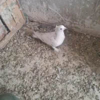 دوعددپرنده پلاکی گرفتنی باضمانت|پرنده|بروجرد, |دیوار