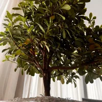 گل بنسای میخک پرپشت